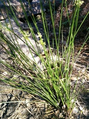 Juncus pauciflorus
