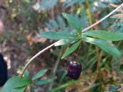 Billardiera macrantha