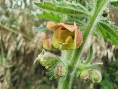 Scrophularia grandiflora