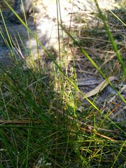 Juncus pauciflorus
