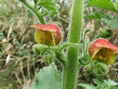 Scrophularia grandiflora