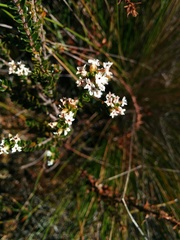 Epacris curtisiae