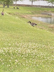 Branta canadensis image