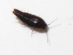 Habrocerus capillaricornis