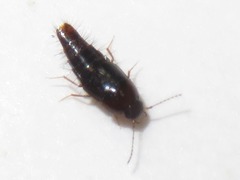 Habrocerus capillaricornis