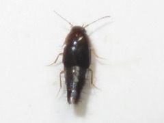 Habrocerus capillaricornis