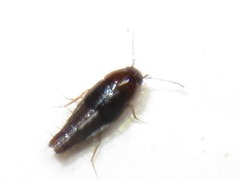 Habrocerus capillaricornis