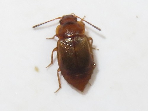 Anthobium unicolor, Leidschendam, Nederland, photo 5 of 10