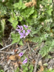 Erodium cicutarium