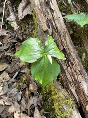 Trillium erectum