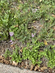 Erodium cicutarium