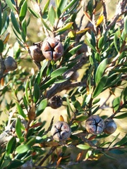 Leptospermum nitidum
