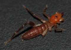 Ammotrechidae