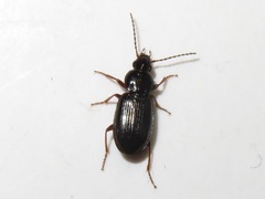 Pterostichus diligens