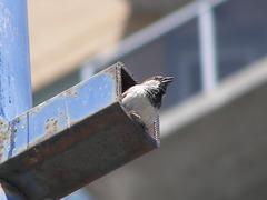 Passer domesticus