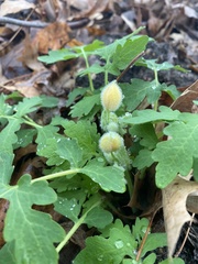 Stylophorum diphyllum