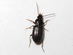 Pterostichus diligens