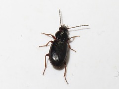 Pterostichus diligens