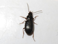Pterostichus diligens