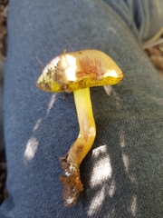 Aureoboletus gentilis