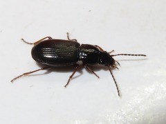 Pterostichus diligens