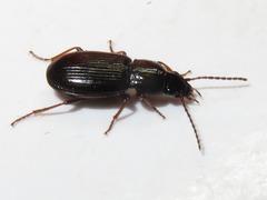 Pterostichus diligens