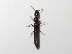 Xantholinus longiventris