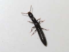 Xantholinus longiventris
