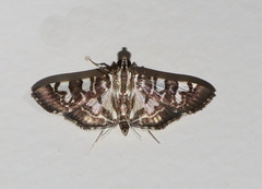 Chabula acamasalis