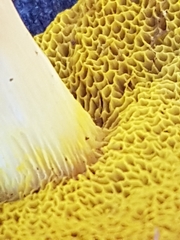 Aureoboletus gentilis