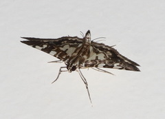 Chabula acamasalis
