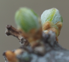 Gleditsia triacanthos inermis