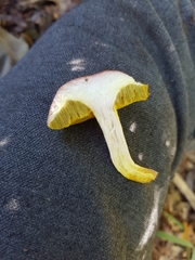 Aureoboletus gentilis