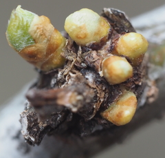 Gleditsia triacanthos inermis