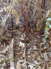 Aureoboletus gentilis