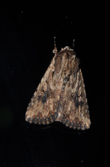 Leucania borbonensis