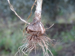 Allium porrum