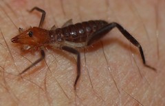 Ammotrechidae
