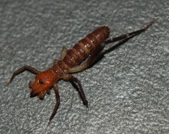 Ammotrechidae