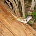 Southern Emma Gray's Forest Lizard - Photo (c) Rueangrit Promdam, some rights reserved (CC BY-NC), uploaded by Rueangrit Promdam