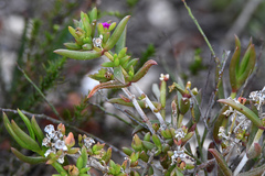 Delosperma versicolor