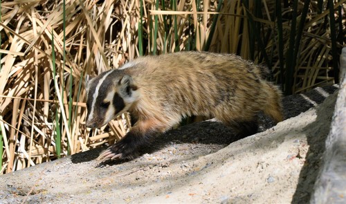 American Badger photographed in Nevada