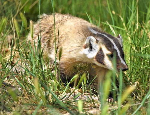 American Badger photographed in Nevada