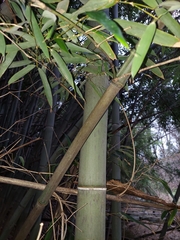Phyllostachys nigra henonis