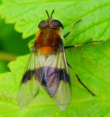 Leucozona lucorum