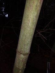 Phyllostachys nigra henonis