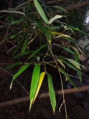 Phyllostachys nigra henonis