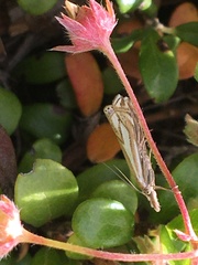 Crambus whitmerellus