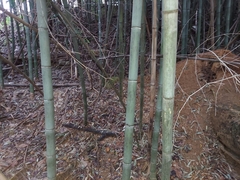Phyllostachys nigra henonis