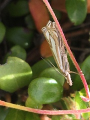 Crambus whitmerellus